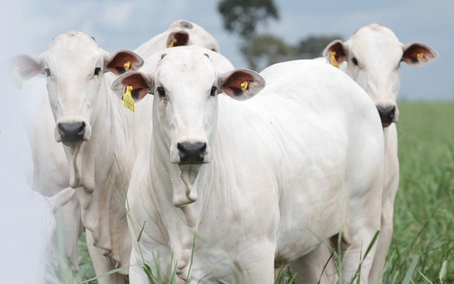 Arroba do boi gordo aumenta 2,4% em Mato Grosso