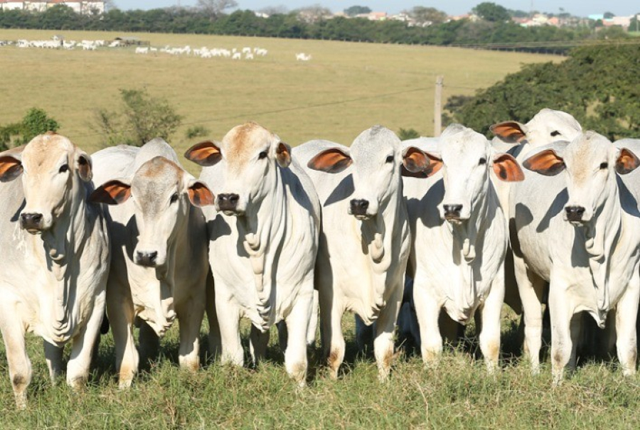 Preço do boi gordo em Mato Grosso volta a subir